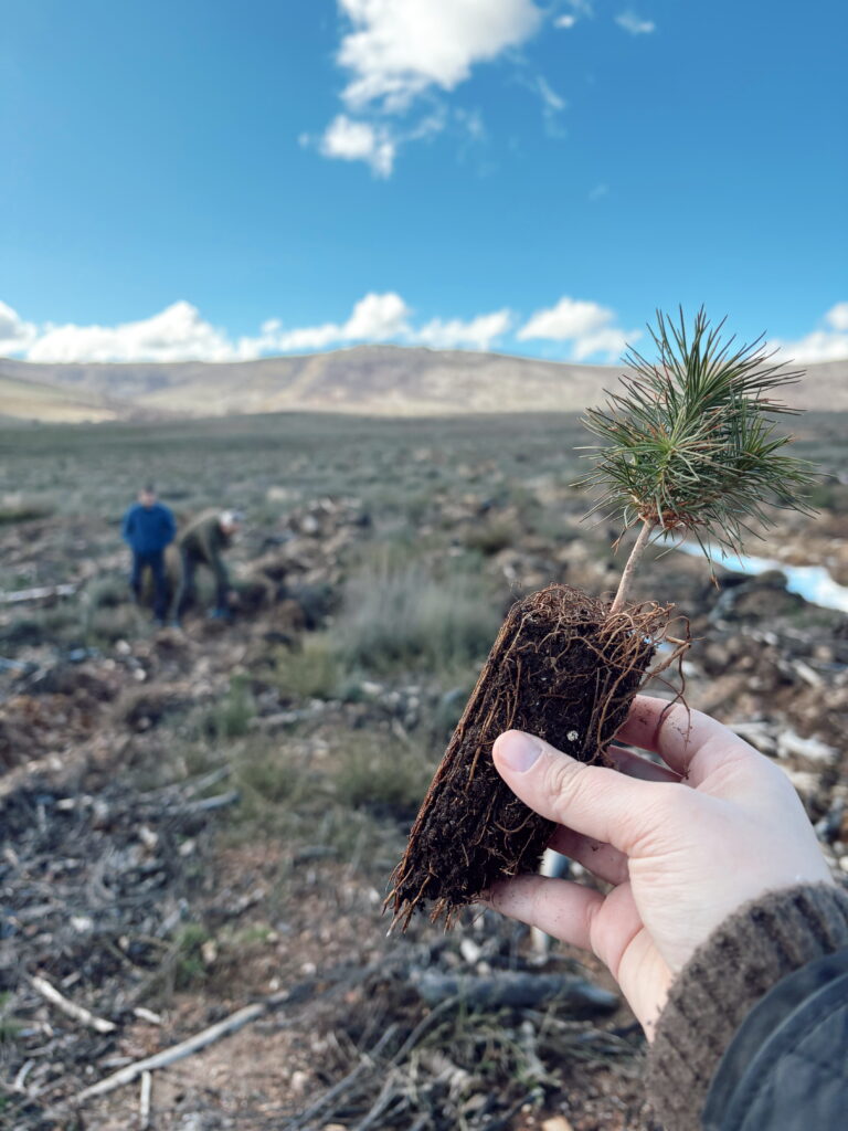 Replantando el Bosque Cascajares